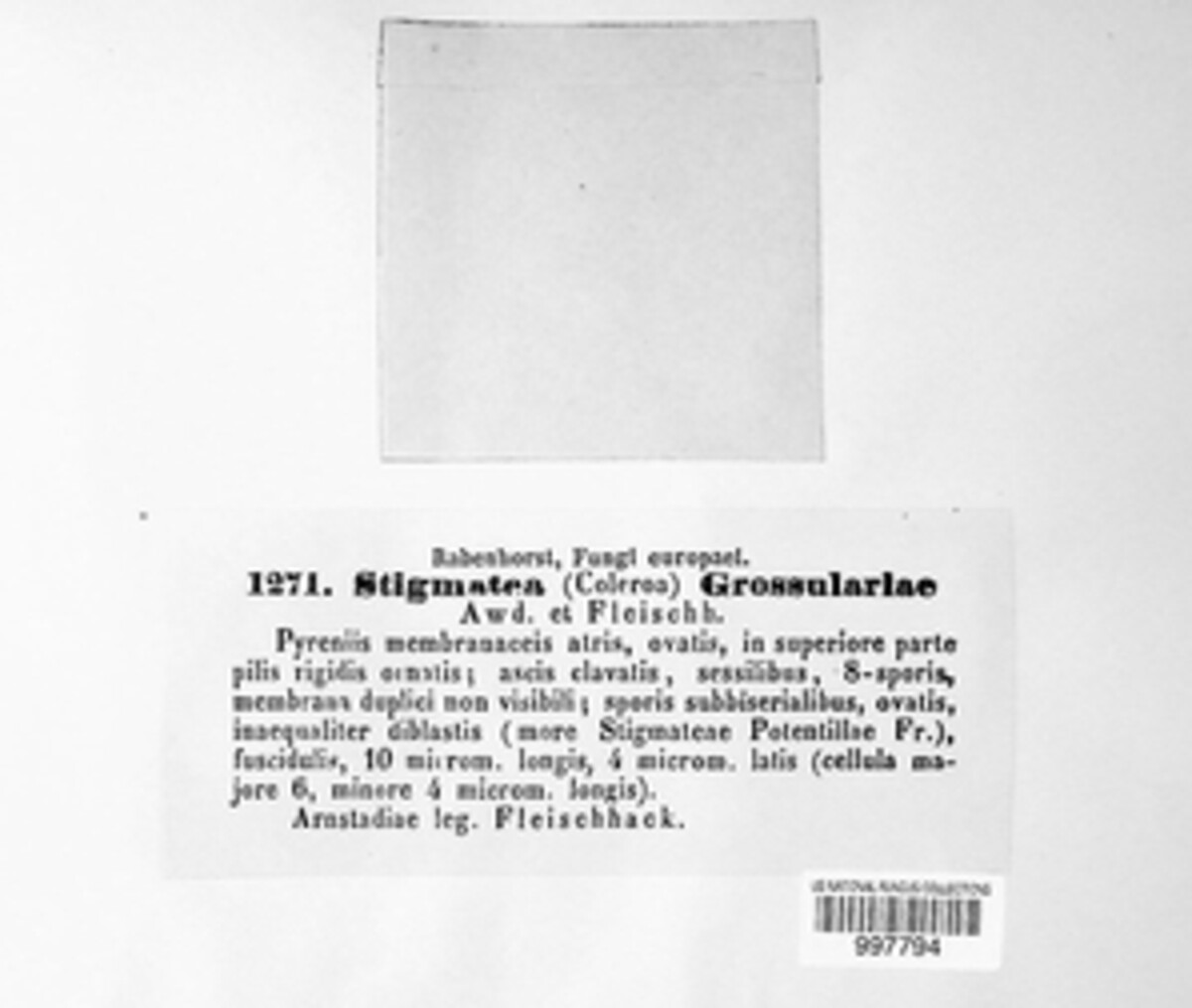 Antennularia grossulariae image